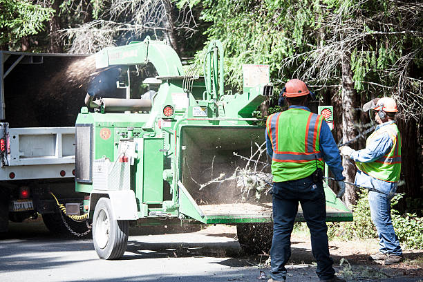 Hamilton, TX Tree Services Company